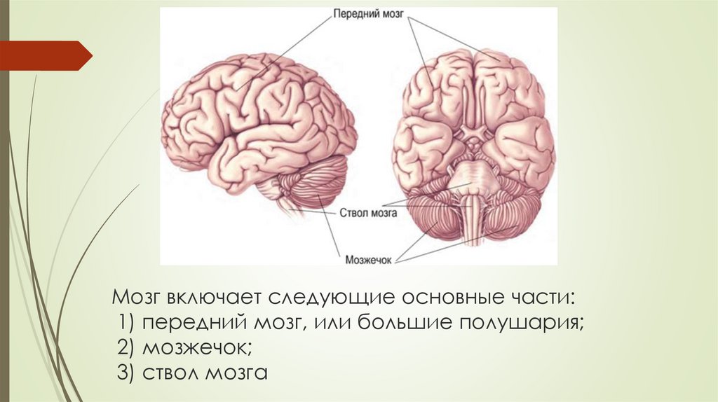 Размер переднего мозга