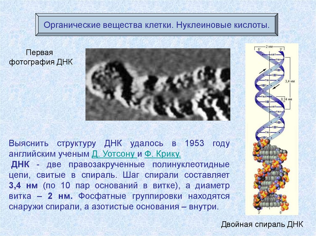 Химия днк презентация