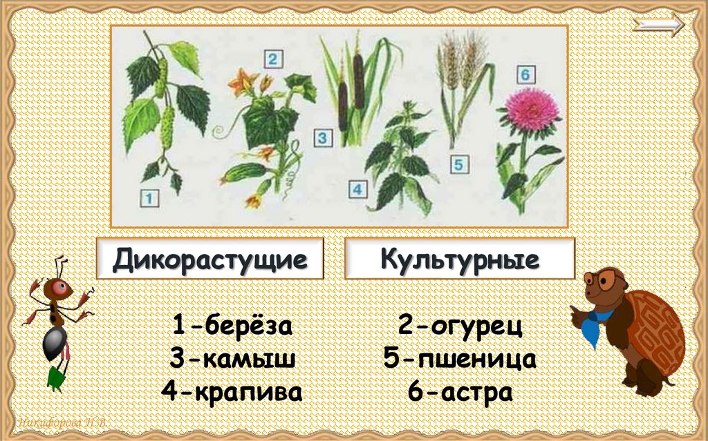 Культурные растения презентация 2 класс