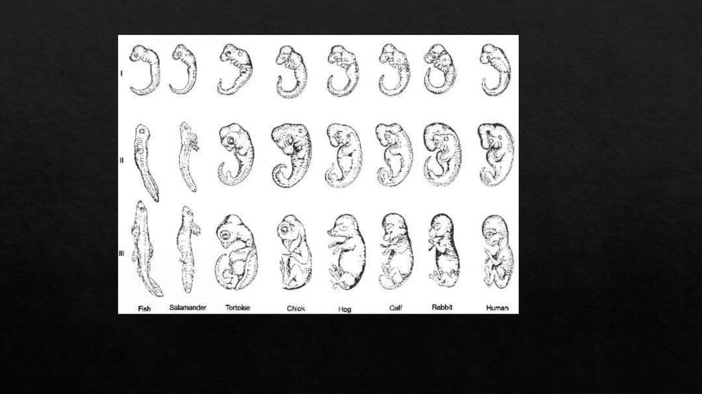 Theory Biogenetic Law And Its Development - презентация онлайн