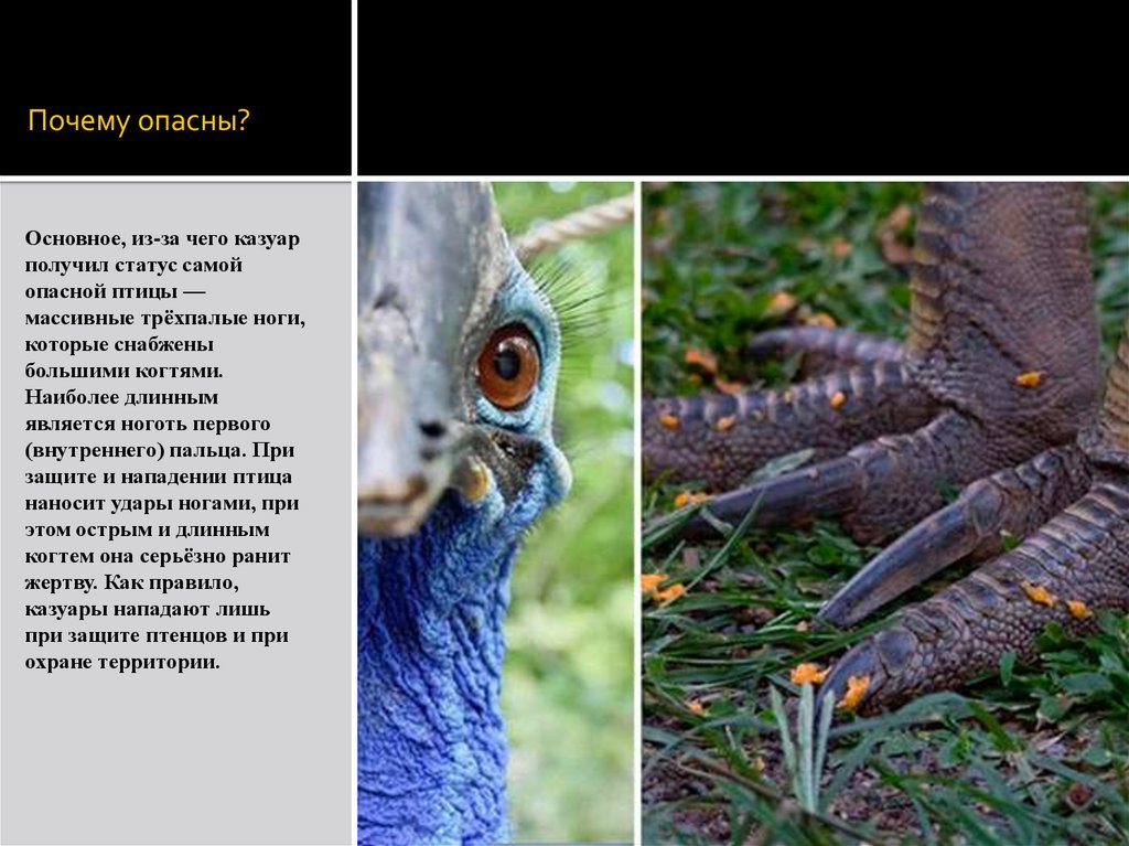 Казуар - самая опасная птица в мире - презентация онлайн