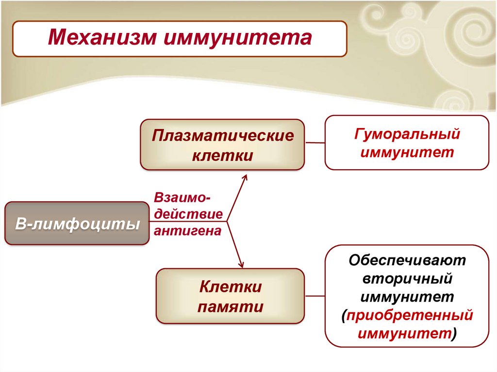 Проект на тему иммунитет