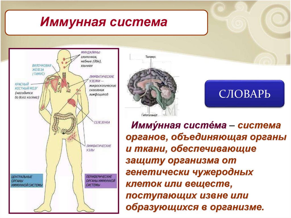 Борьба организма с инфекцией