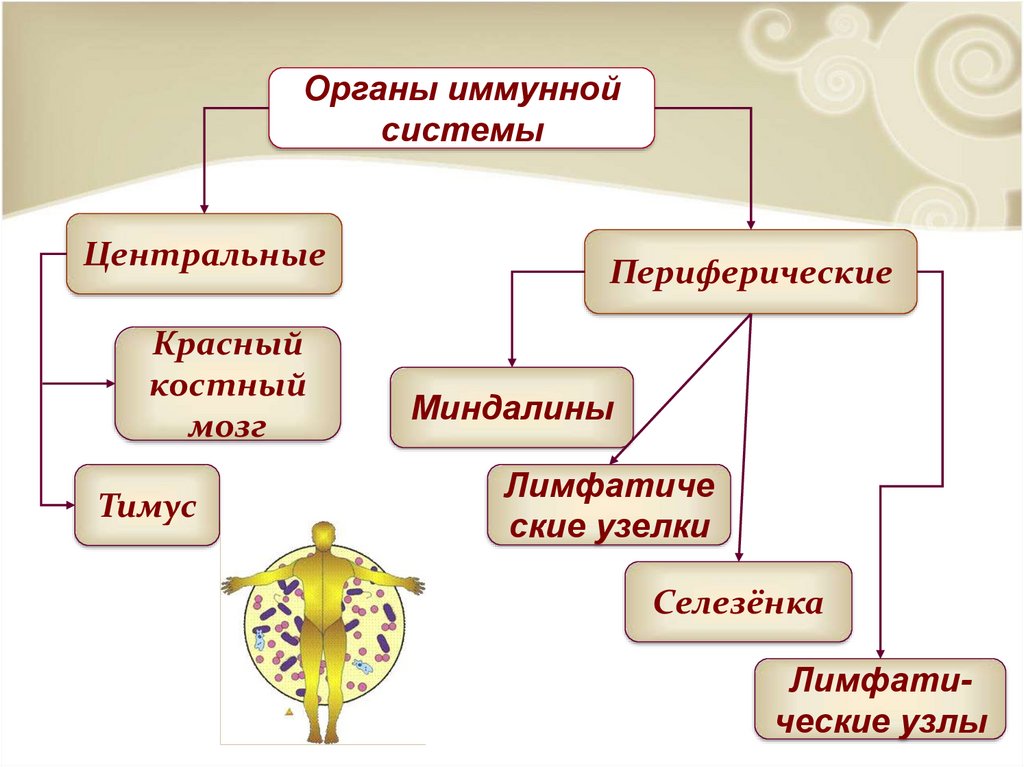 Иммунная система человека презентация