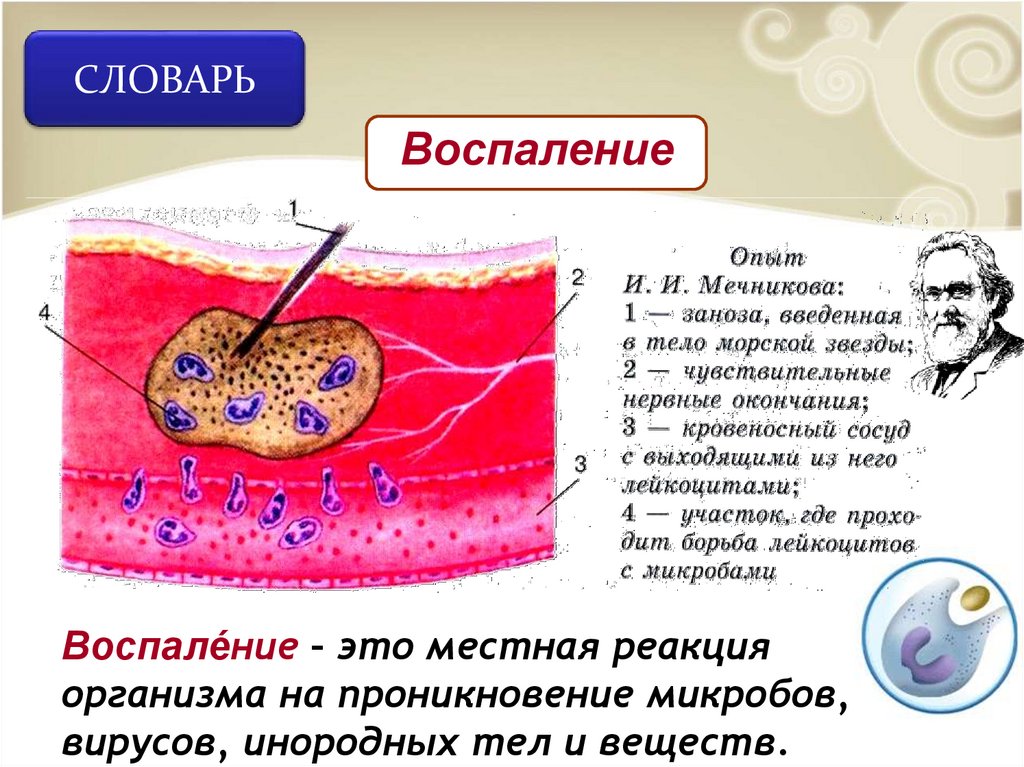 Борьба организма с инфекцией