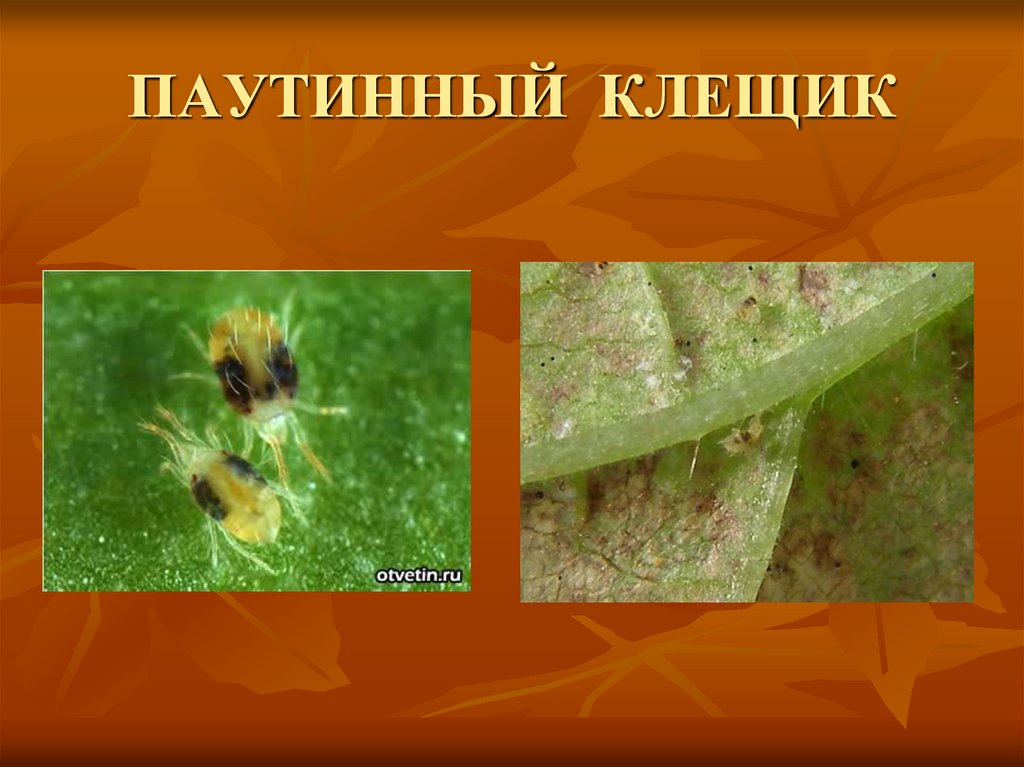 ПАУТИННЫЙ КЛЕЩИК