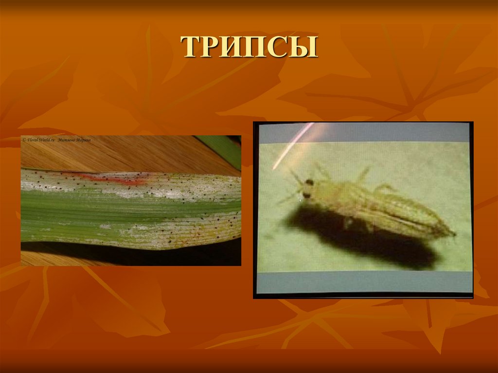 ТРИПСЫ