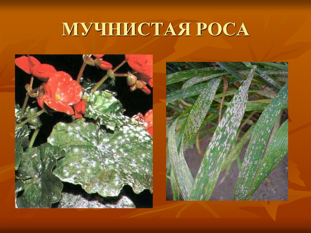 МУЧНИСТАЯ РОСА