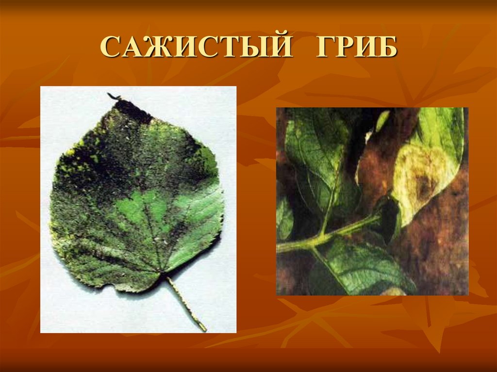 САЖИСТЫЙ ГРИБ