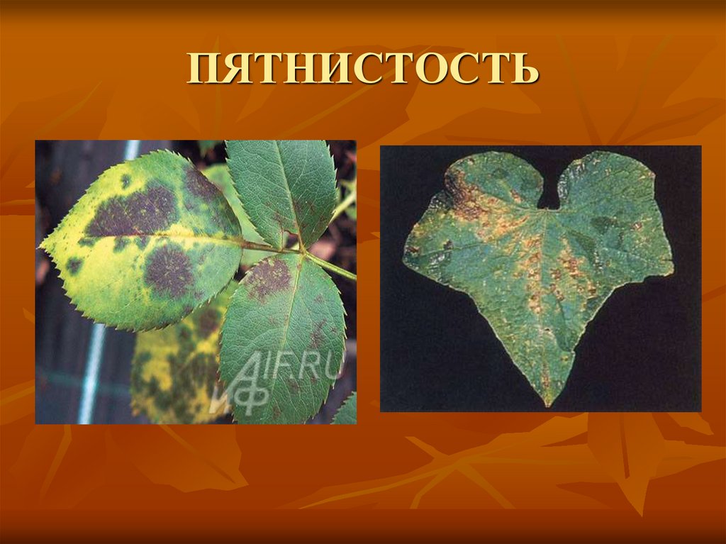 ПЯТНИСТОСТЬ