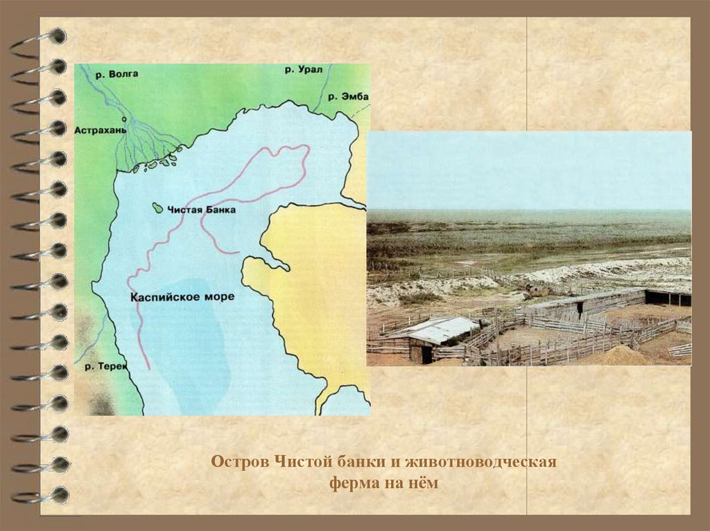 Остров Чистой банки и животноводческая ферма на нём
