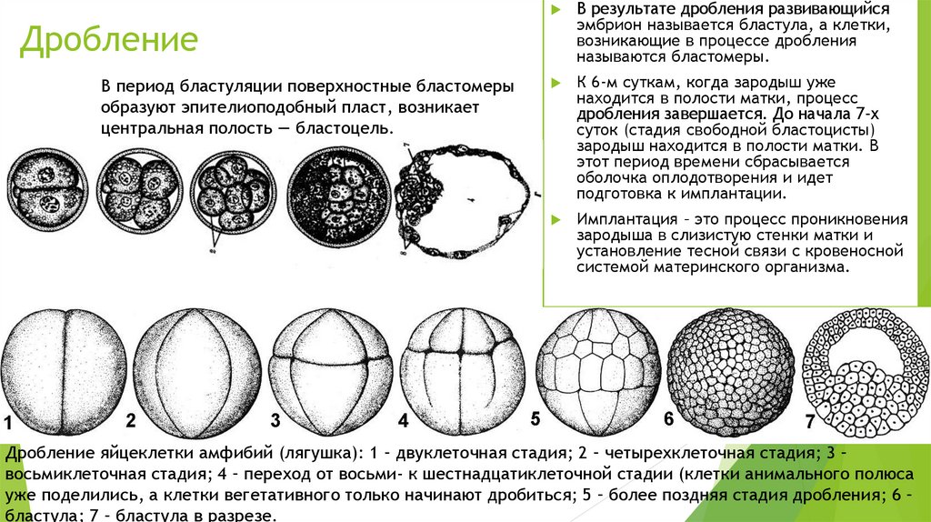 Клетки возникающие при дроблении