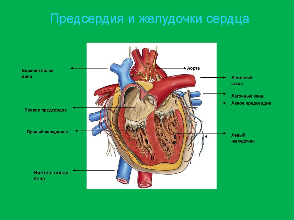 Особенности предсердия. Предсердия и желудочки сердца. Строение сердца человека. Общая характеристика сердца.
