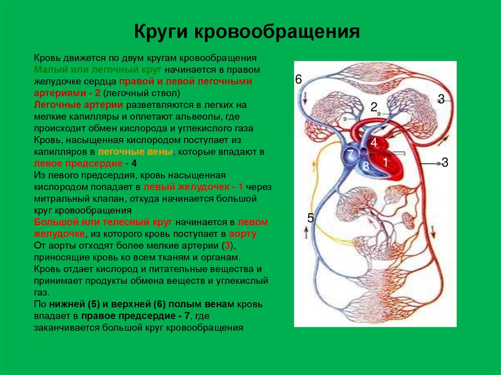 Кровеносная система сердце вены артерии капилляры. Общая характеристика сосудистой системы. Нитраты снижают давление е в Малом кругу кровообращения.