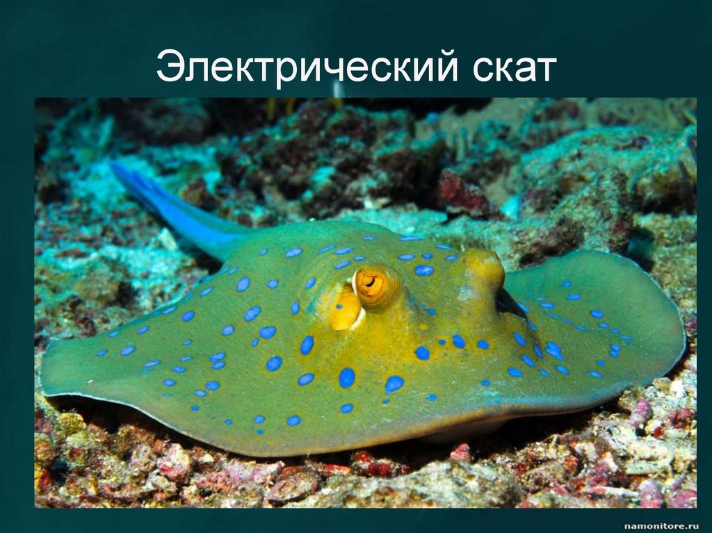 Электрический скат