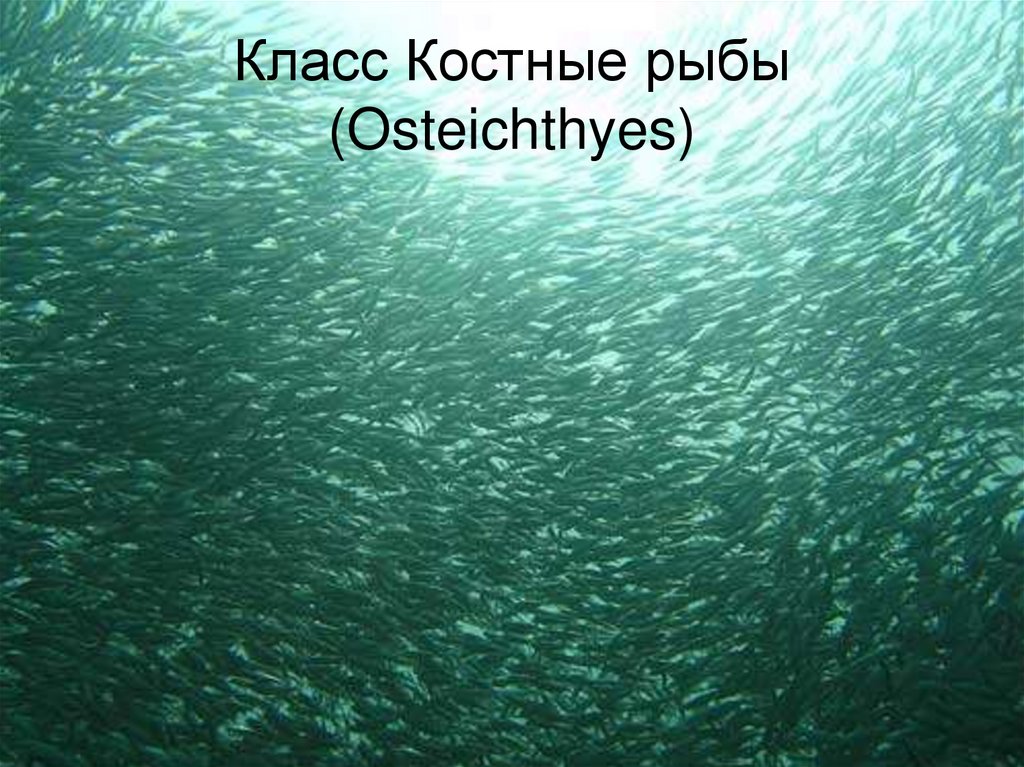 Класс Костные рыбы (Osteichthyes)