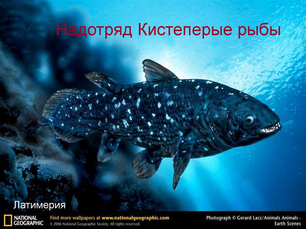 Надотряд Кистеперые рыбы
