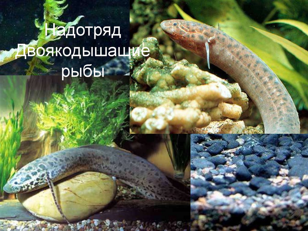 Надотряд Двоякодышащие рыбы