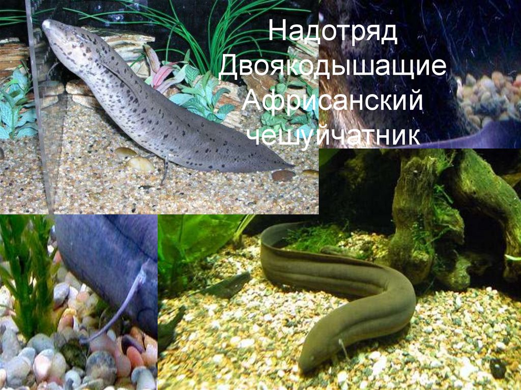 Надотряд Двоякодышащие Африсанский чешуйчатник