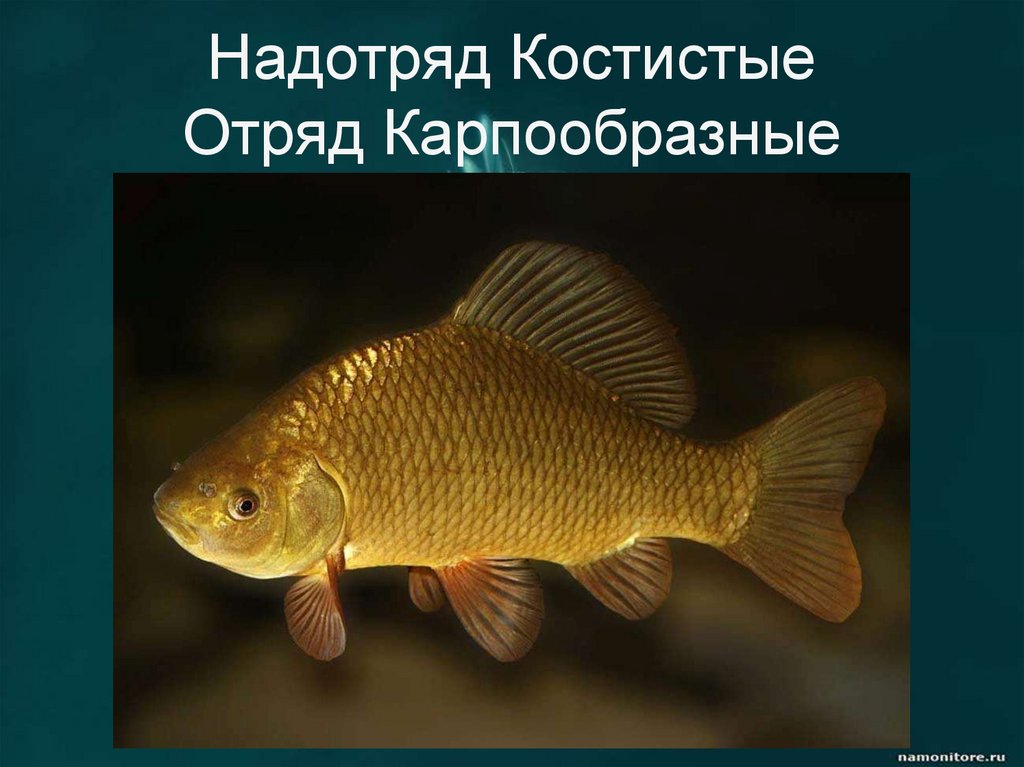 Надотряд Костистые Отряд Карпообразные