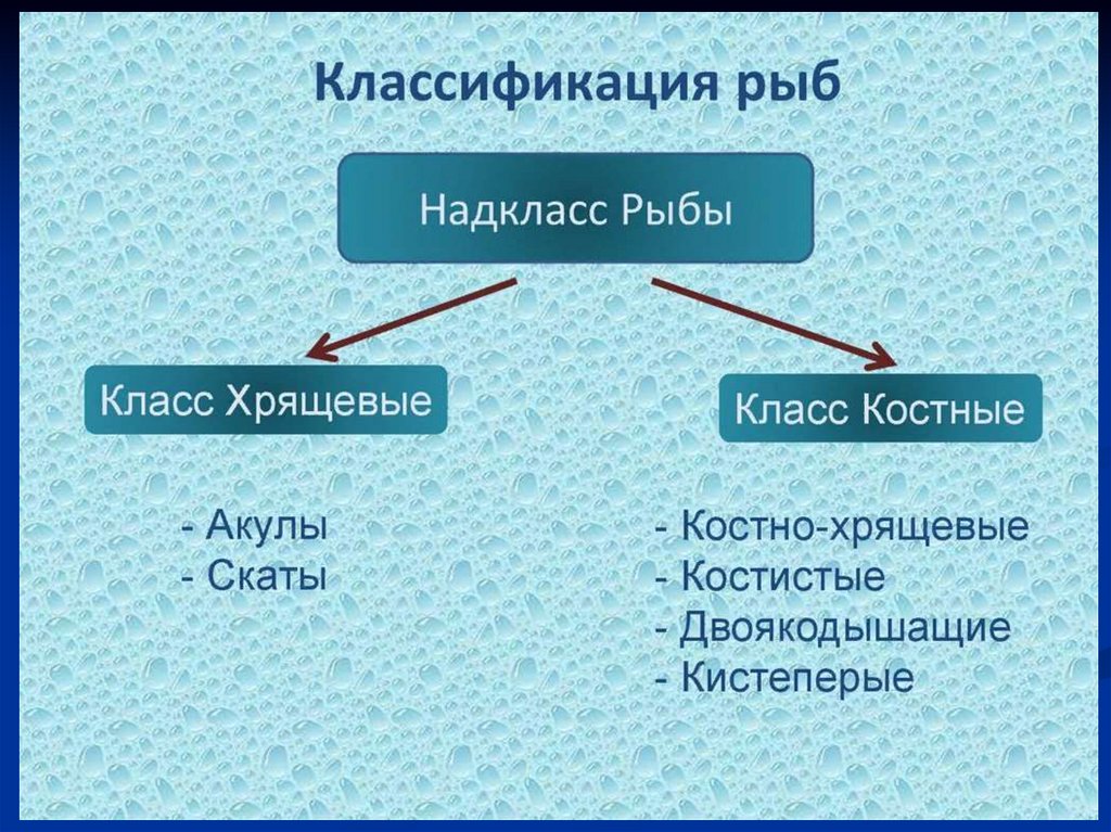 Схема систематических групп рыб