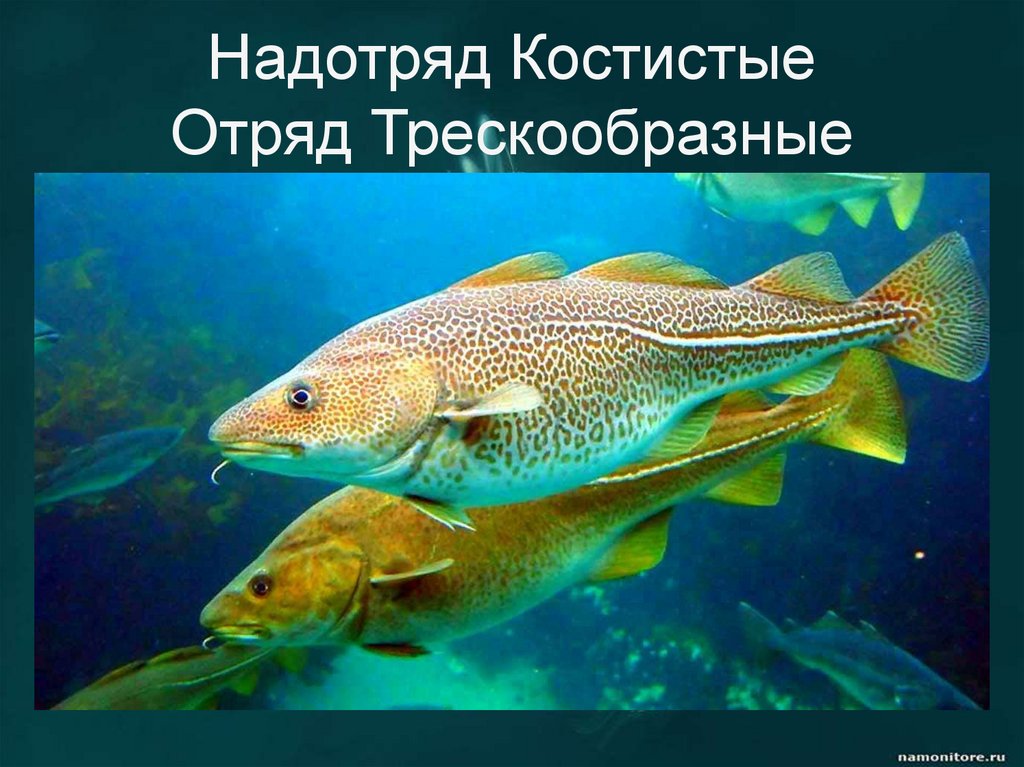 Надотряд Костистые Отряд Трескообразные