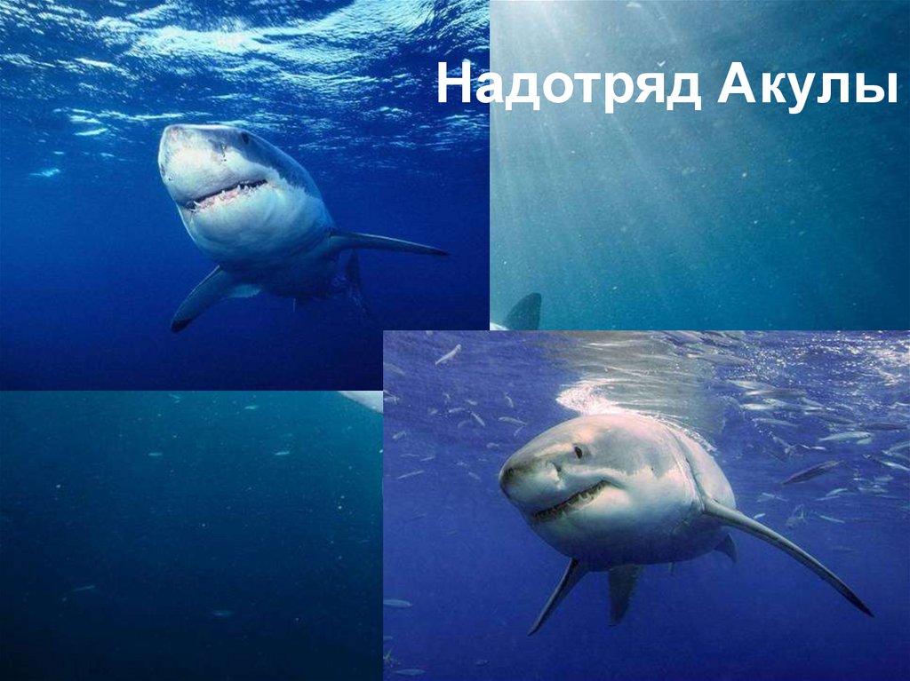 Надотряд Акулы