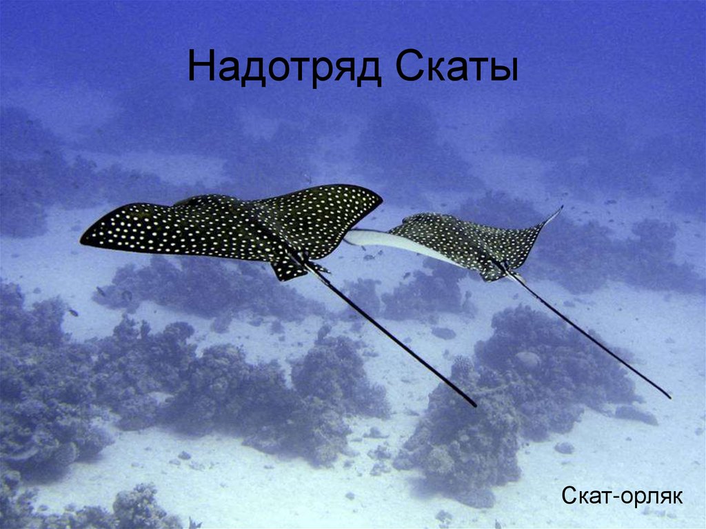 Надотряд Скаты