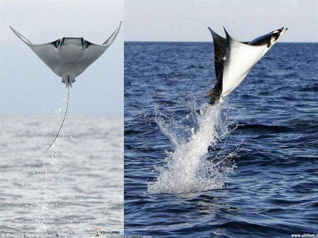 Надотряд Скаты