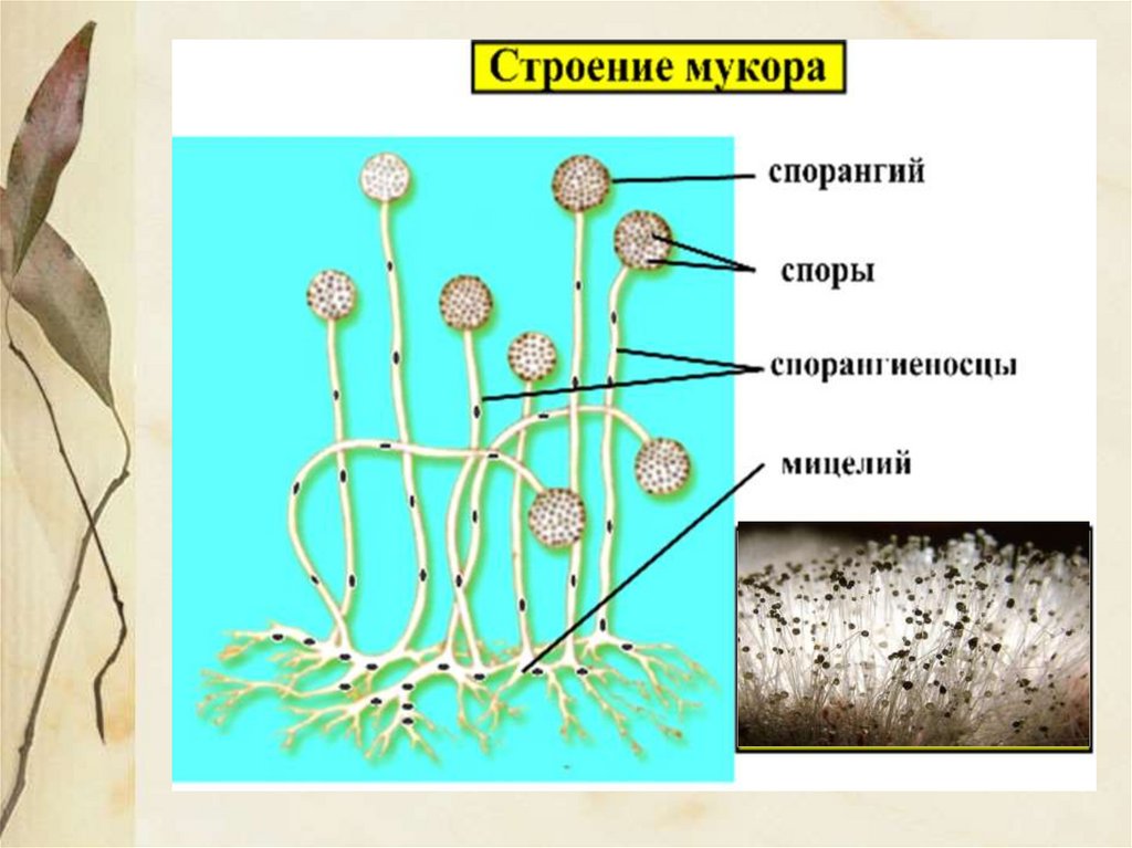 Определите плесневый гриб. Мицелиальные плесневые грибы. Строение спорангия мукора. Строение грибов мукор дрожжи. Плесневые грибы строение биология.