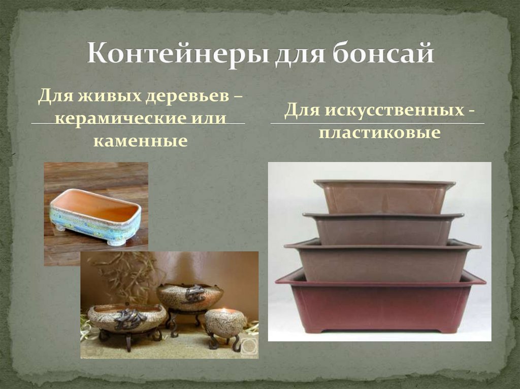 Контейнеры для бонсай