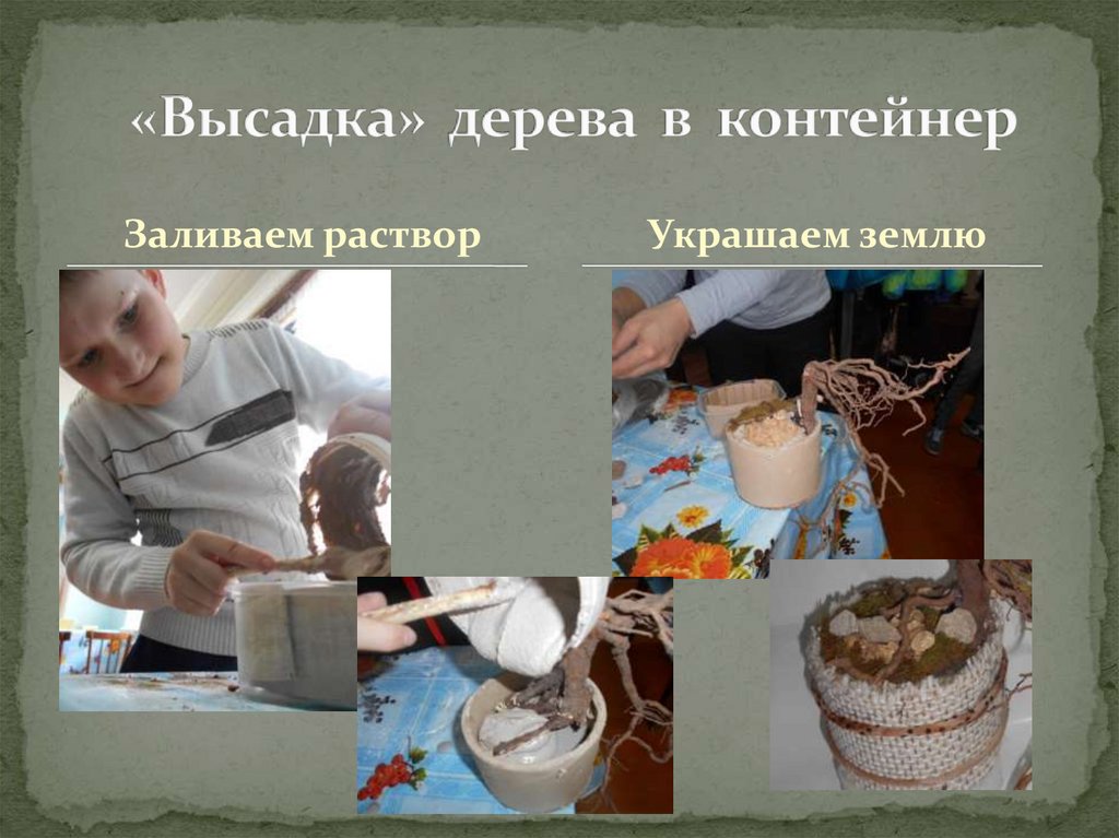 «Высадка» дерева в контейнер