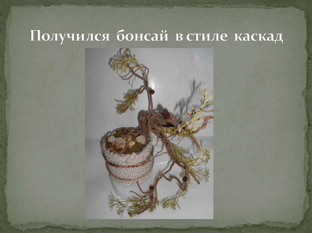 Получился бонсай в стиле каскад