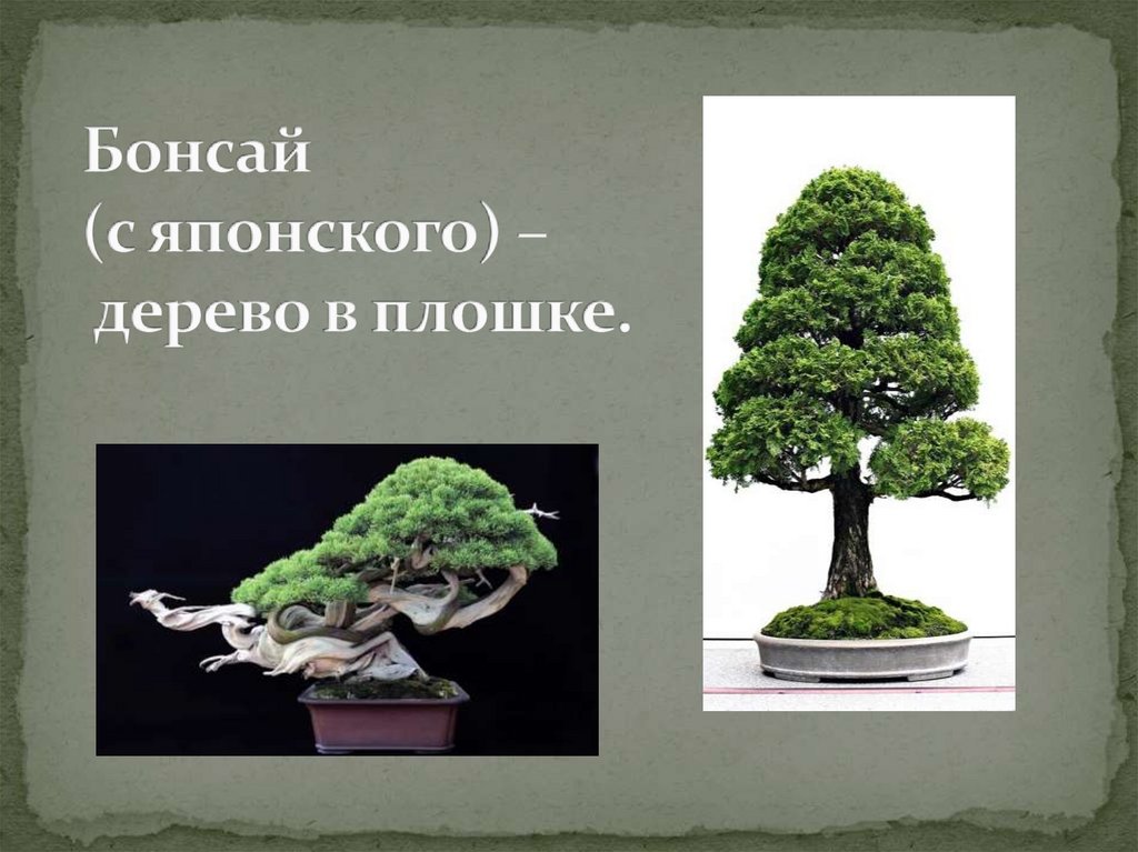 Бонсай (с японского) – дерево в плошке.