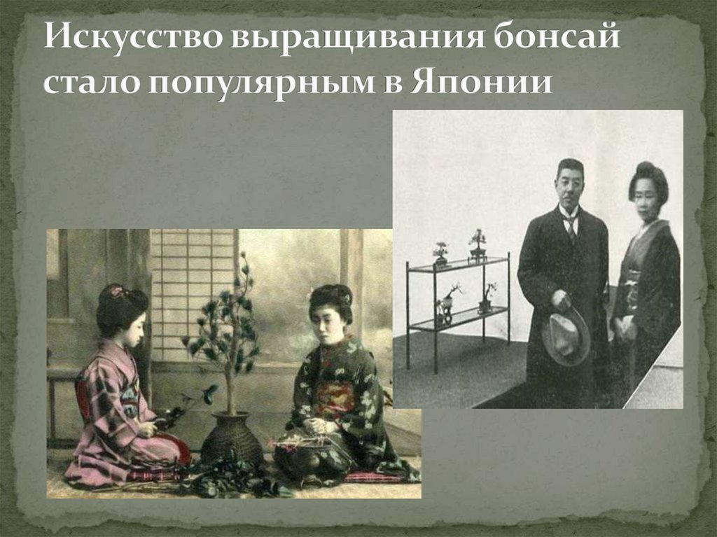 Искусство выращивания бонсай стало популярным в Японии