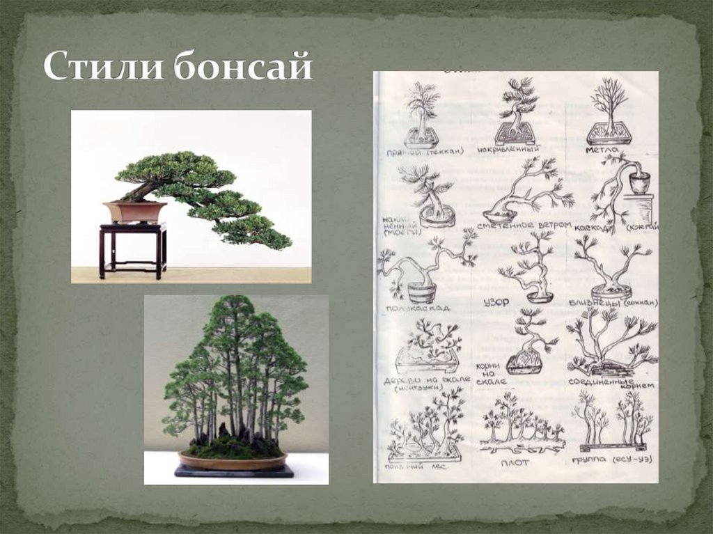 Стили бонсай