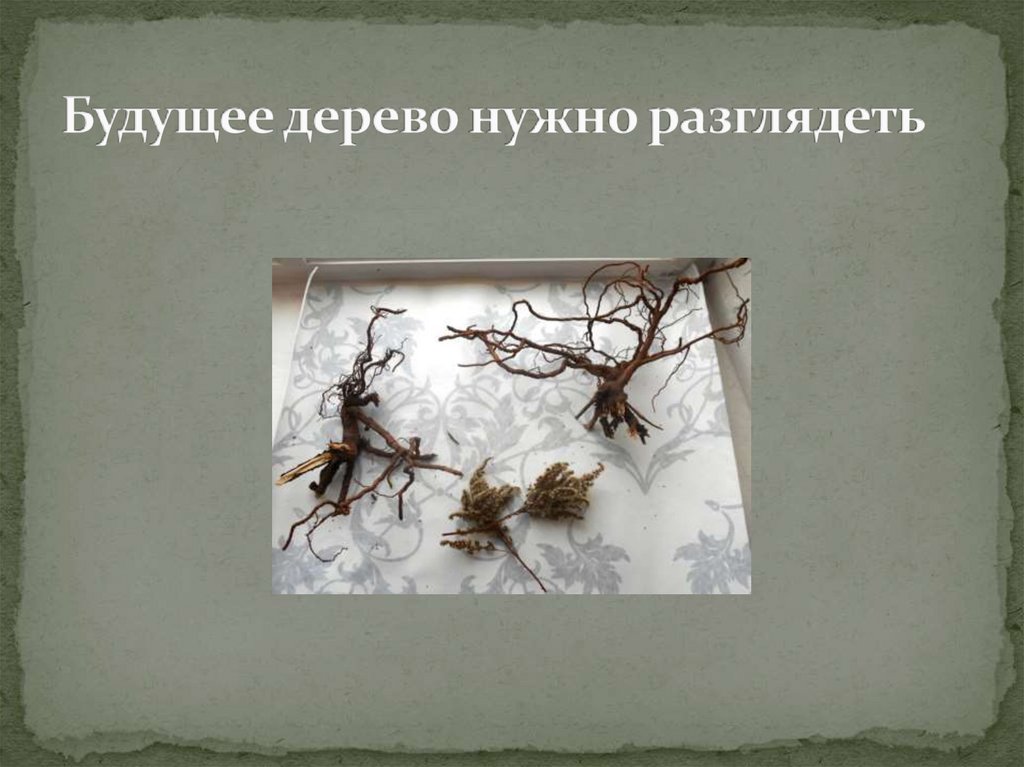 Будущее дерево нужно разглядеть