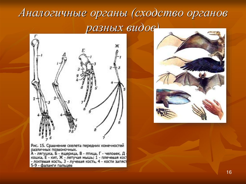 Органы сходные по общему плану строения но служащие для выполнения различных функций называются тест