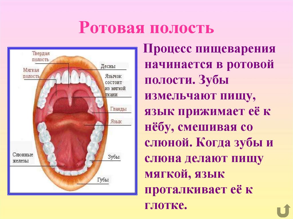 Полость рта кратко. Строение ротовой полости биология. Ротовая полость строение анатомия. Строение пищеварение в ротовой полости. Органы пищеварения строение зубов.