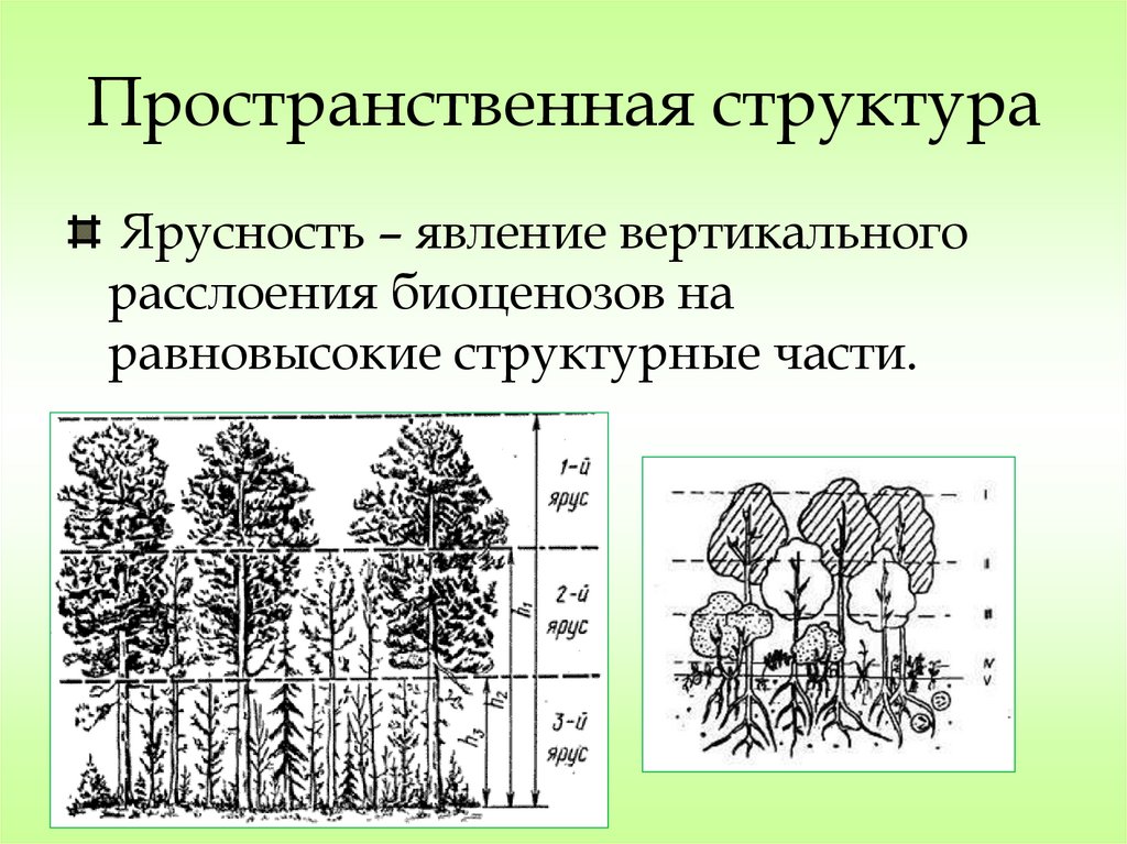 Пространственная структура ландшафтов