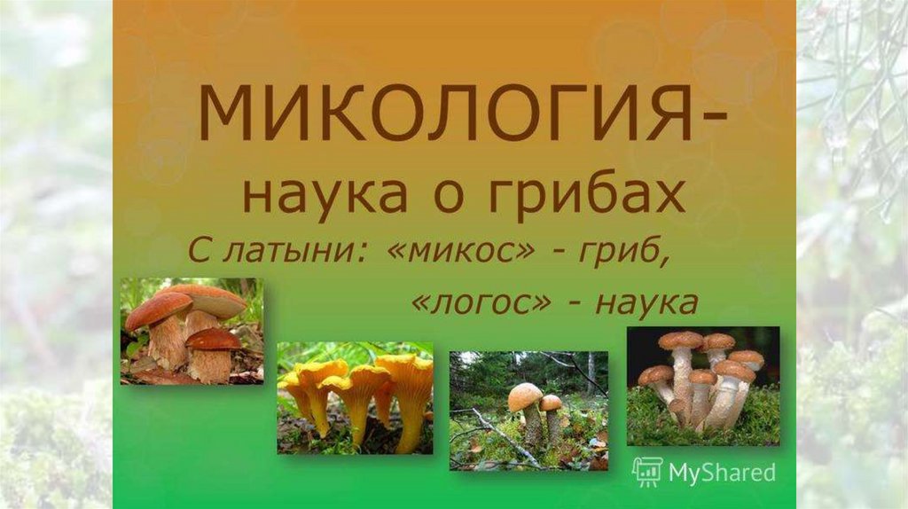 Наука которая изучает грибы. Микология царство грибов. Микология это наука. Микология изучает грибы. Микология презентация.