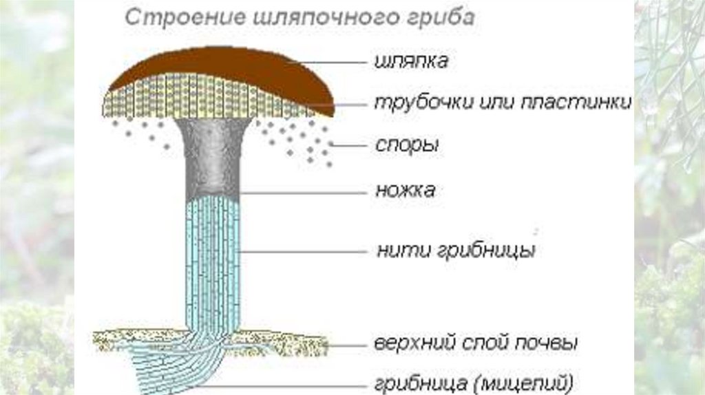Нижняя сторона шляпки гриба