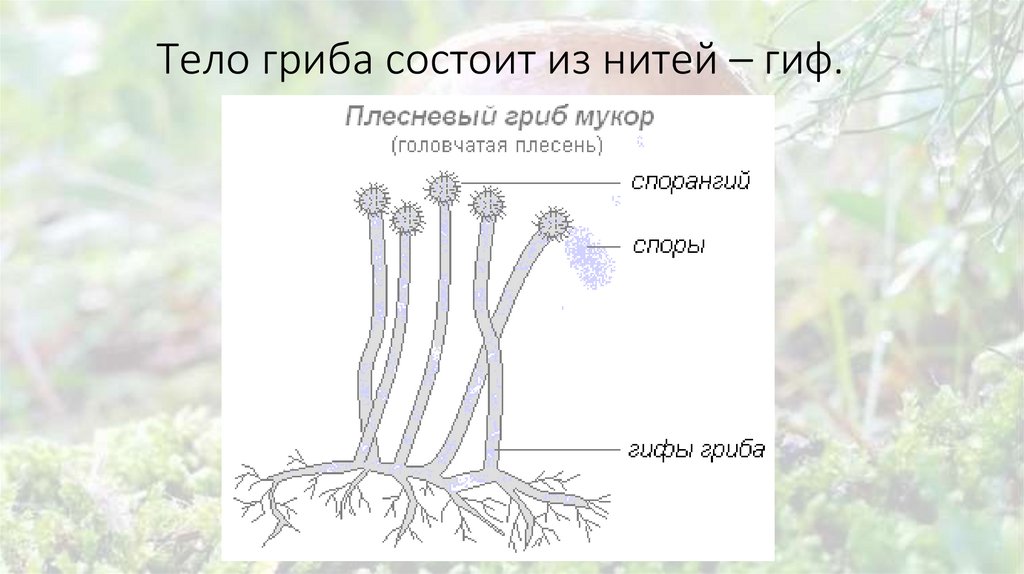 Гриб состоит из тонких нитей. Что такое гиф нити составляющие тело гриба. Наличие белых нитей гифов.