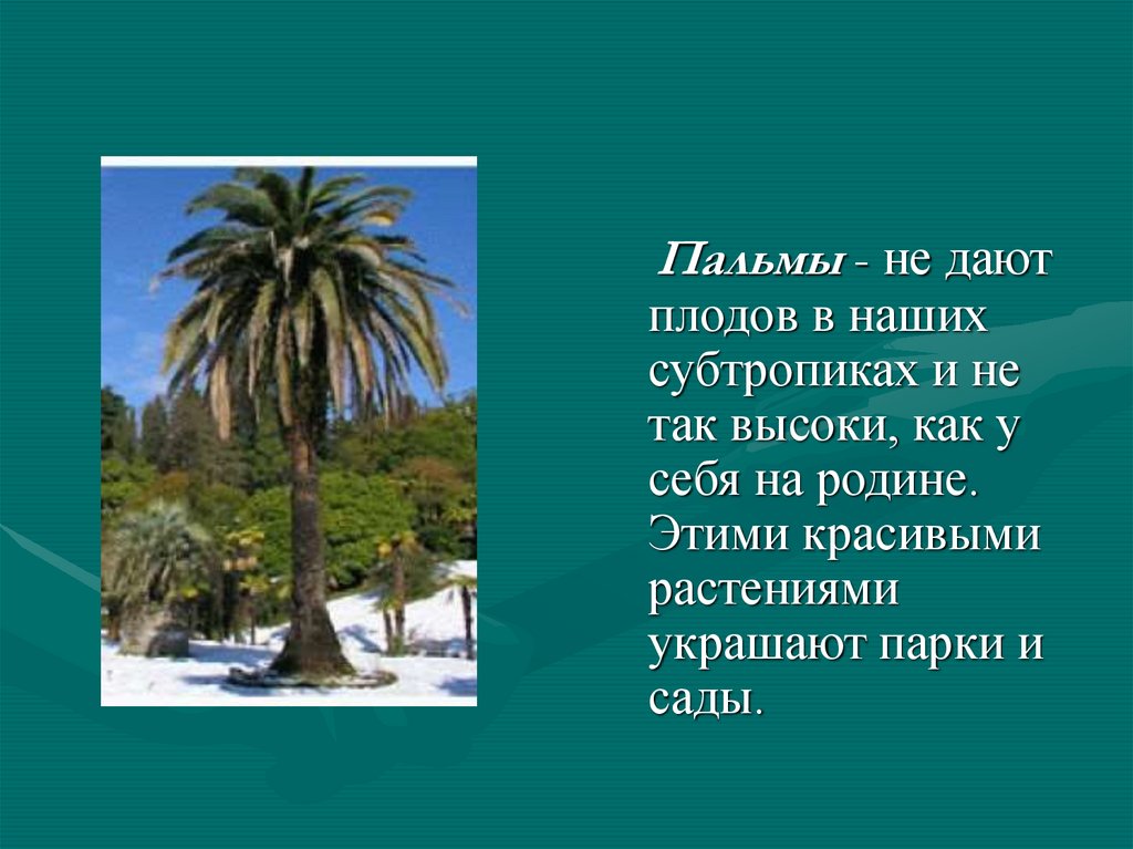 Презентация на тему зона субтропиков