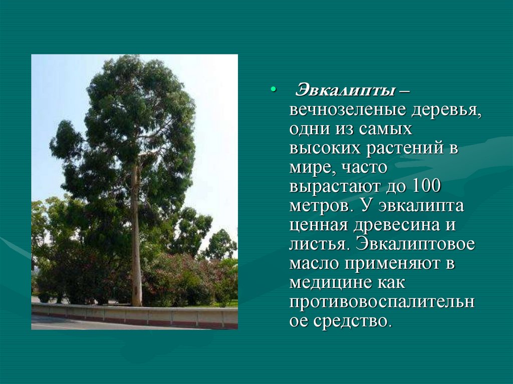 Эвкалипт в субтропиках. Вечнозелёные деревья список. Субтропики 4 класс окружающий мир. Деревья субтропиков.