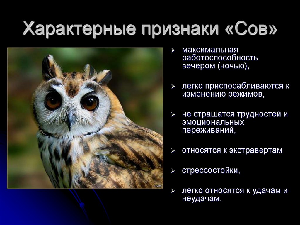 Признак свойствен. Признаки сов. Характерные признаки. Характерные признаки отряда Совы. Отличительные признаки Совы.