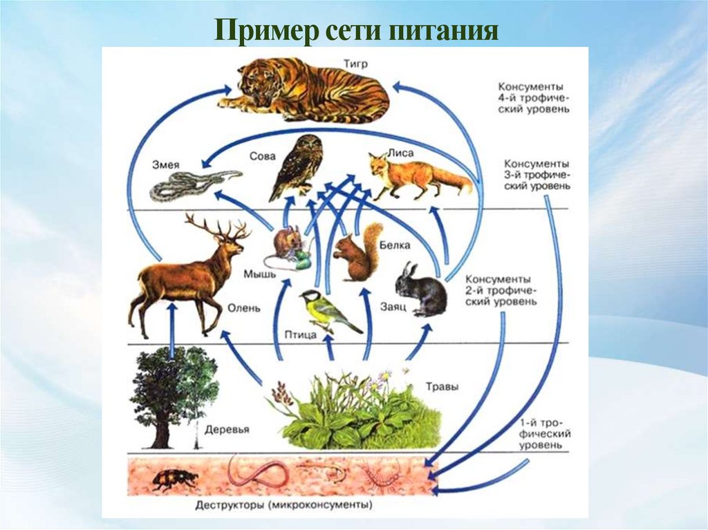 Урок пищевые связи в природных сообществах. Пищевая сеть болота схема. Пищевая сеть в экосистеме болота. Пищевая сеть 5 класс биология. Пищевая сеть это в биологии.