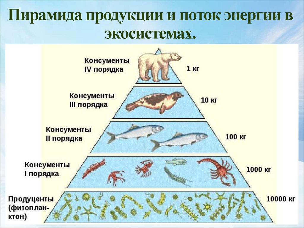 Рассмотрите рисунок и ответьте на вопросы относительно изображенной экологической пирамиды