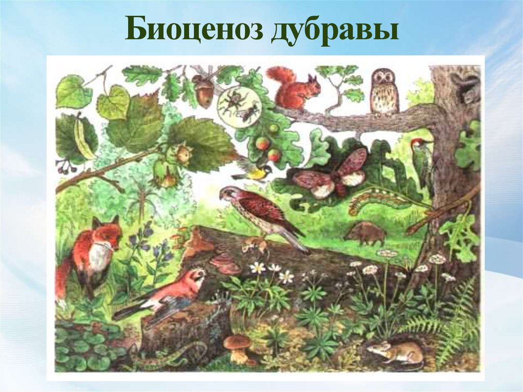 1 биоценозом называют. Биоценоз Дубравы. Биоценоз леса. Биогеоценоз березовой Рощи. Экосистема Дубравы.