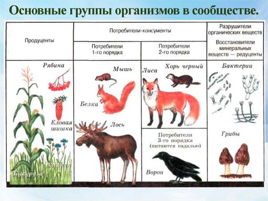 Какие организмы сообщество. Группы организмов. Функциональные группы в экосистеме. Группы организмов в экосистеме. Функциональные группы живых организмов в экосистеме.